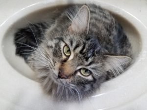 Picture of Mr. Mac A. Doodle sitting in the bathroom sink.