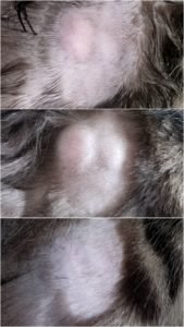 Three-picture collage of Mac's lumps at initial vet visit, at their largest, and a week plus after finishing antibiotics.